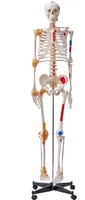 VEVOR Menschliches Skelett Modell für Anatomie, 182 cm Lebensgröße, Genaues PVC Anatomie Skelett Modell mit Bändern, Beweglichen Armen, Beinen & Kiefer, mit Muskelursprung & Insertionspunkten
