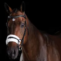 Collegiate Comfitec Sheepskin Bridle - black, Größe:L