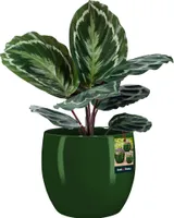 KOTARBAU® Kvetináč keramický okrúhly ⌀ 26 cm Výška: 26 cm Zelený kvetináč Keramický kvetináč na izbové rastliny Kvetináč moderný malý kvetináč Kvetináč keramický Keramický kvetináč na orchideu