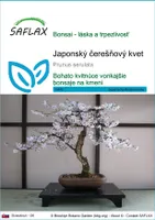 SAFLAX - Japonský čerešňový kvet - Prunus serulata - 30 Semená