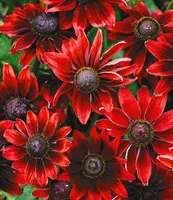 BALDUR Garten Sonnenhut Rudbeckia 'Cherry Brandy', 3 Pflanzen winterhart mehrjährige Gartenstauden, Blumenstaude, Rudbeckia hirta, Sonnenhut Rudbeckia rot, winterharte Staude, bienenfreundlich