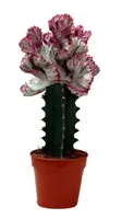 Euphorbia lactea cristata vrúbľovaná - črepník 12 cm