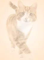 Motivpapier Briefpapier (Tier-5077, DIN A4 100 Blatt) Katze Kater Stubentiger