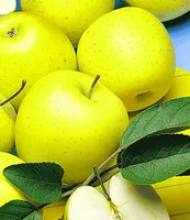 BALDUR Garten Säulen-Apfel 'Golden Delicious', 1 Pflanze, Apfelbaum, winterhart, platzsparende Säule für kleine Gärten, Balkone & Terrassen, Wasserbedarf gering, Malus domestica