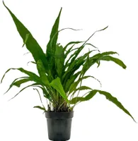 Mutterpflanze Aquarium Pflanze Microsorum pteropus AquaOne Nr.308 XL Aquarium