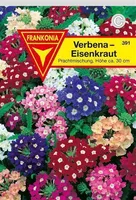 Eisenkraut Verbena