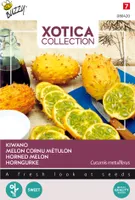 Kiwano Horned Cucumber | Horned Cucumber Seeds by Buzzy Seeds