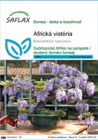SAFLAX - africká vistéria - Bolusanthus speciosus - 15 Semená