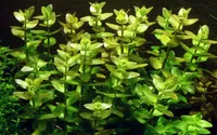 Aquarium Pflanze Bacopa caroliniana AquaOne Nr.343 Wasserpflanzen Aquascaping