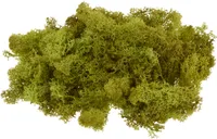 Islandmoos, 100g Maigrün