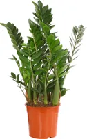 Dehner Glücksfeder, mit ledrigen Fiederblättern, 60 - 70 cm, Ø Topf 21 cm, Zimmerpflanze