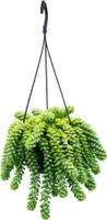 Sedum morganianum 'Burrito' - Opicia hojdacka - 14cm závesný kvetinác - závesný sukulent