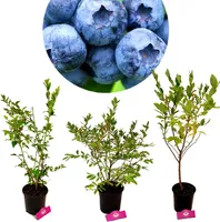 Set mit 3 Heidelbeeren - Vaccinium corymbosum - Höhe +70 cm - 2-Liter-Topf - Mix B