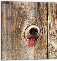 DEQORI Küchenrückwand Glas 60x60 cm 'Neugierige Hundeschnauze' Spritzschutz Bad Rückwand