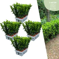 Euonymus 'Green Spire' - Japonský vřetenovitý keř - Ø7cm - ↕15cm - 24 kusů
