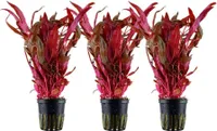 Aquarium Pflanze 3 Stück Alternanthera reineckii 'Pink' AquaOne Nr.323 Set