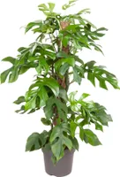 Trendyplants - Monstera Minima - Hohlpflanze - Zimmerpflanze - Höhe 55-75 cm - Topfgröße Ø19cm