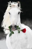 MB 17 Pferde Lipizzaner mit Rose
