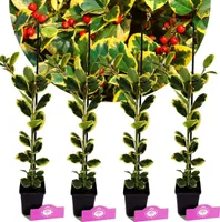Zestaw 4 złotokolorowych ostrokrzewów - Ilex altaclerensis "Golden King" - wysokość 50 cm - doniczka 9 cm