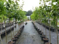 echter Walnussbaum Juglans regia 180 cm Obstbaum winterhart kräftiger Stamm Nussbaum