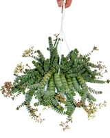 Crassula "Hottentot" 14cm, Crassula rupestris marnieriana, závesný košík