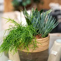 Rattan Korb Schale Ø 17 x 6cm rund mit Einsatz Blumentopf geflochten Aufbewahrungskorb Übertopf Blumenkorb