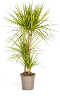 Dracaena Marginata Sunray Pflanze Ø21cm - Hohe Zimmerpflanze 100-110cm für Ihr Zuhause