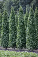 Carpinus betulus 'Fastigiata', Hainbuche, säulenförmig, 100–125 cm
