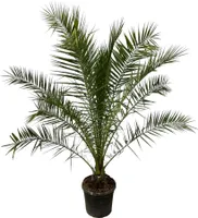 Trendyplants - Phoenix Canariensis - Výška 280-320 cm - Datľovník - Odolný - Veľkosť kvetináča Ø40cm