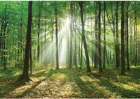 Fototapeta les listnatý strom, listnatý les, slnko, slnečné lúče prírodné | č. 3285, rozmer:416x254 cm, materiál:netkaná tapeta - PREMIUM PLUS