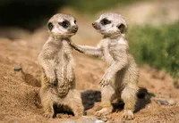 3 D Ansichtskarte Erdmännchen Babys, Erdmann Afrika Postkarte Wackelkarte Hologrammkarte Tiere