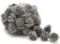 Schwarzkiefer-Zapfen in Weiß, 5-6cm, 1kg | Pinus nigra