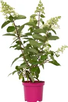Hortensie - Hydrangea paniculata 'Pinky Winky' - Höhe 25-40cm - ⌀19cm