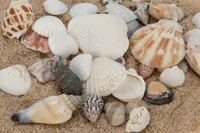 Muschelmix 'Small', Gewicht ca. 1kg | Muscheln und Schnecken