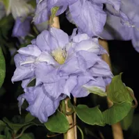 Clematis Mazury 1L