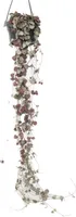 Leuchterblume - Ceropegia linearis Woodii - Höhe 20-30cm - ⌀14cm