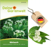 Bärlauch Waldknoblauch Samen - Allium ursinum - Bärlauchsamen - Kräutersamen - Saatgut für 20 Pflanzen