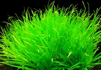 2 svazky japonské nitěnky (Blyxa japonica)