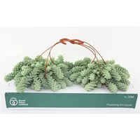 Mini Kaktus mit Blüten H9-12cm 4St-286159-42