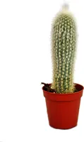 Cleistocactus strausii - Strieborná sviecka - v kvetináci 5,5 cm
