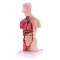 1 Anatomiemodell Anzeigelaborausrüstung Für Die Menschliche Abnehmbare 1 