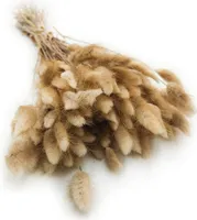 Getrocknete Hasenschwanzgras - (Lagurus) - Natur