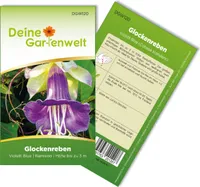 Glockenreben Violett Blue Samen - Cobaea scandens - Glockenrebensamen - Blumensamen - Saatgut für 8 Pflanzen