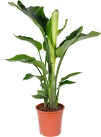 Bloomique - Strelitzia Nicolai - Strelitzie Pflanze - Paradiesvogel Pflanze - Paradiesvogelblume - Zimmerpflanzen Groß - Grünpflanzen Luftreinigend - Höhe 70-80 cm - Topf 17 cm