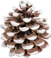 Pinienzapfen mit weißer Spitze, Größe 8-12cm, 8 Stück | Pinus pinea