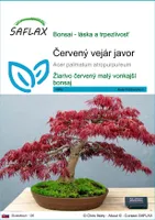 SAFLAX - Červený vejár javor - Acer palmatum atropurpureum - 20 Semená