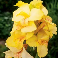 Canna Oiseau D'or 1 St.Kanna Blüten Knolle Töpfe Garten
