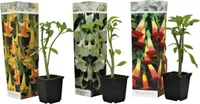 Engelstrompete - 3 Stk - Brugmansia - Höhe 25-40cm - ⌀9cm