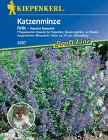 Katzenminze 'Felix' Kiepenkerl Blumensamen