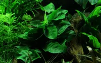 Aquarium Pflanze Anubias barteri nana Nr.301 AquaOne Aquarium Wasserpflanzen